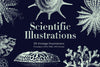 Scientific Illustrations